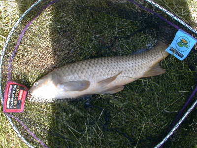 6-6 common