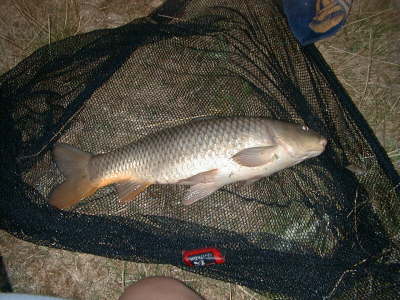 8-12 common