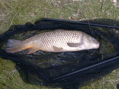 9-10 Common