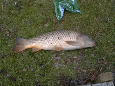 9-4 Common
