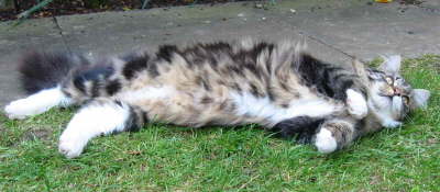 Belly cat