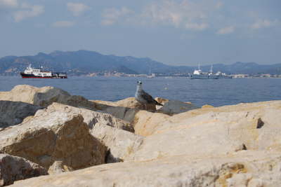 Bird on Rocks
