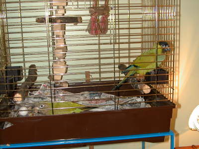 Birds