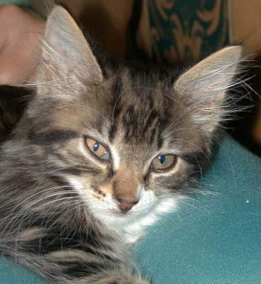 Boris on lap