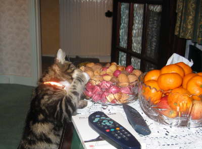Cat thief