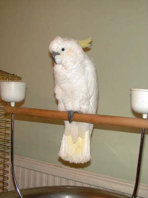 Charlie bird