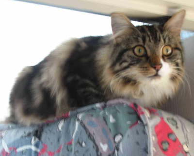 Climbing cat