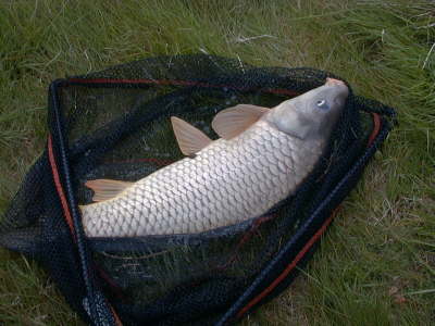 Common1
