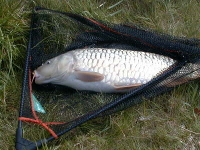 Common2