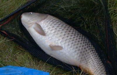 Common4