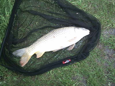 Common 9-6