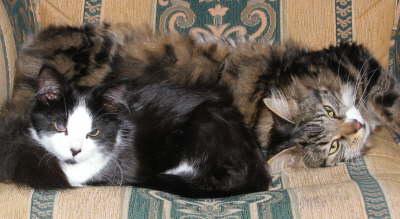 Duo cats