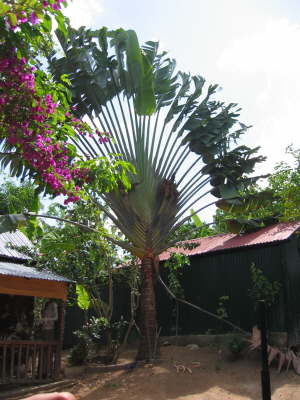 Fan tree