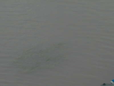 Fish2