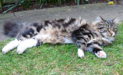 Fluffy Cat 