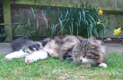 Garden cat
