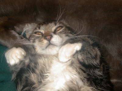 I'm not really asleep
