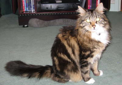 Me & My Tail