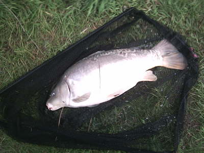Mirror 17-4