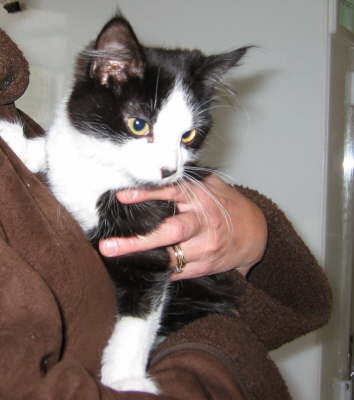 Monty-RSPCA1