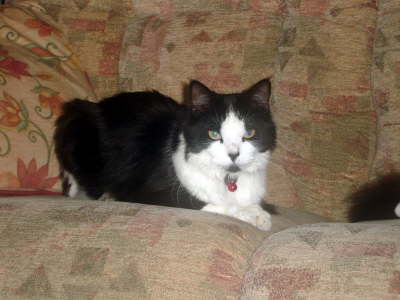 Monty