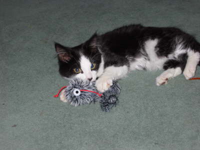 Monty attacks