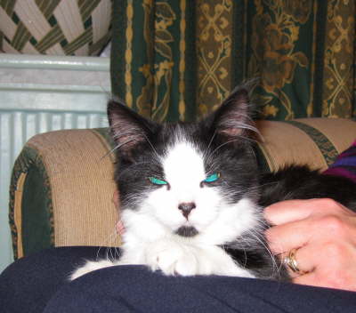 Monty lapcat