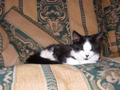 Monty on chair