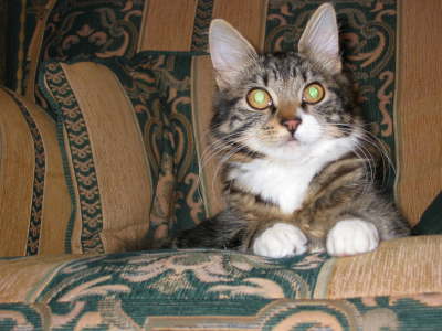 My Chair