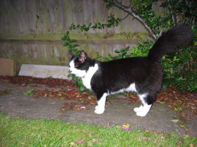 My tail