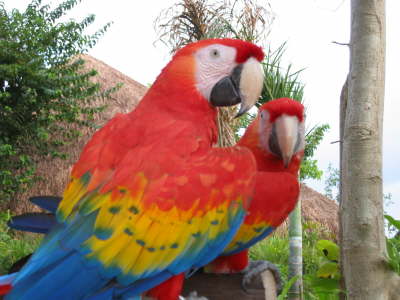Parrots2