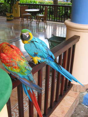 Parrots2