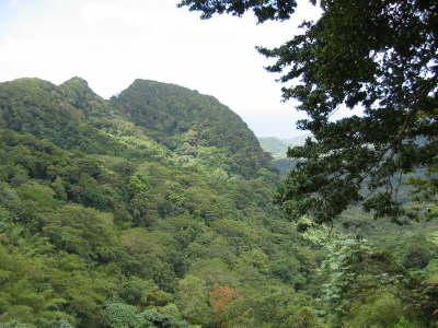 Rain forest - Gren