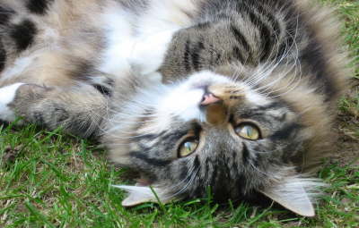Rolling Cat
