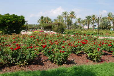 Rose garden