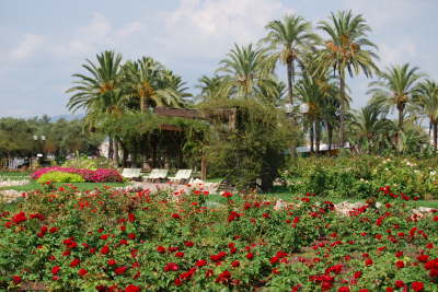 Rose garden 2