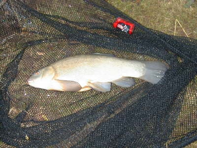 Sm Tench