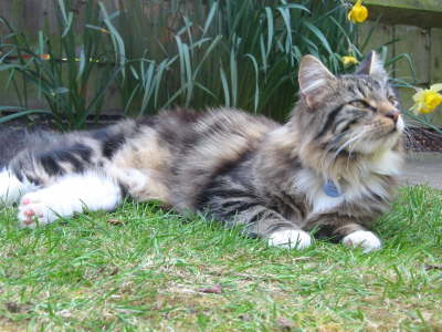 Snobby Cat