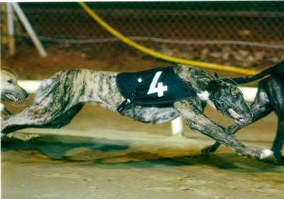 Ted Race Action