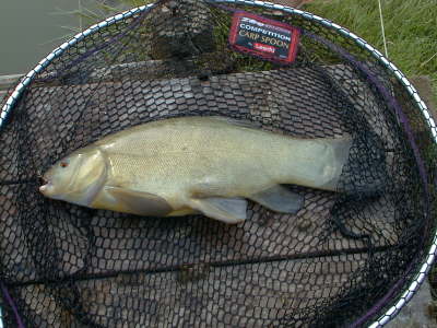 Tench