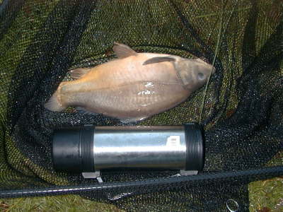 Tench3