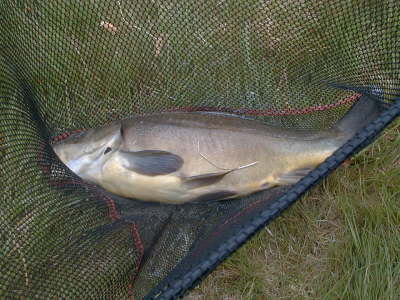 Tench 1a