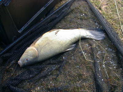Tench 3-2