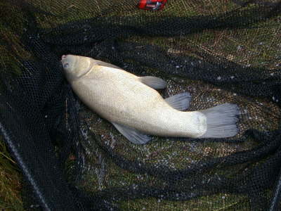 Tench 3-8