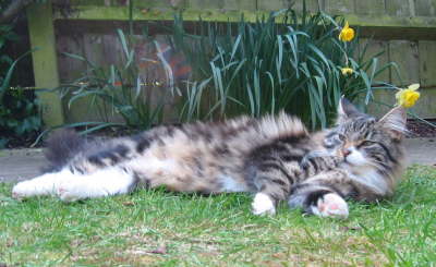 Tired Cat