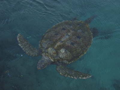 Turtle