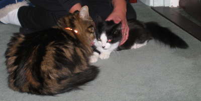 Two cats
