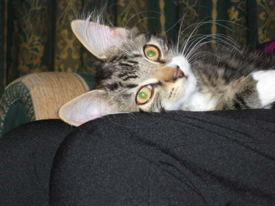 big ears