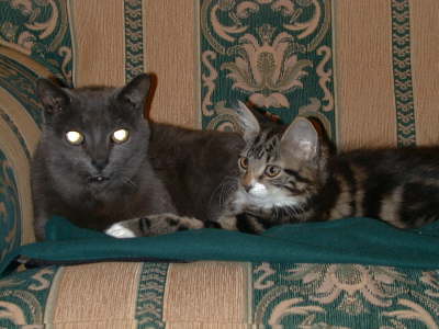 cats eyes