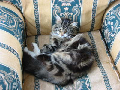 chair cat